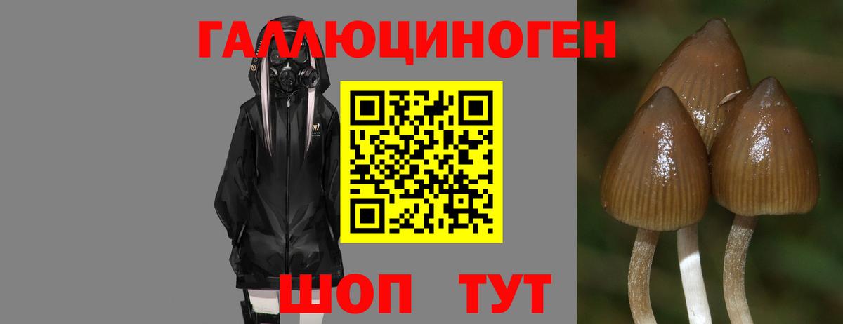 Псилоцибиновые грибы GOLDEN TEACHER Энгельс
